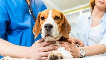 Dog: beagle dog at the vet 685878572