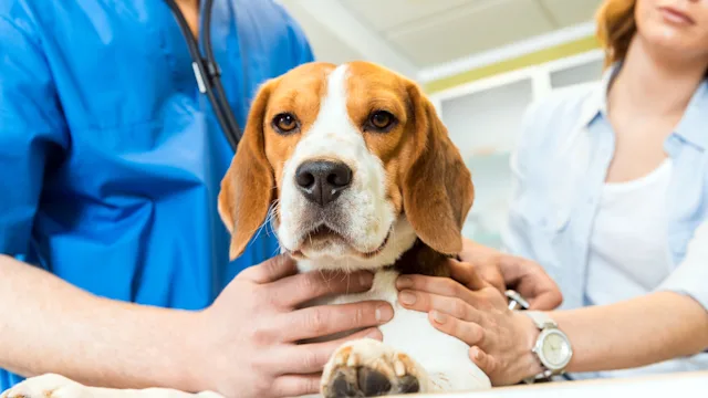 Dog: beagle dog at the vet 685878572