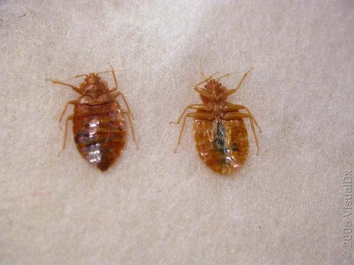 Two bedbugs. 