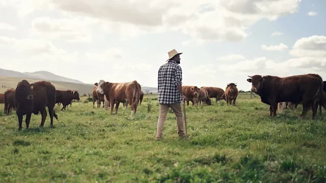 Health: Drugs: Skyrizi: cattle farmer in the field with cows 1303739227