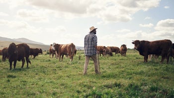 Health: Drugs: Skyrizi: cattle farmer in the field with cows 1303739227