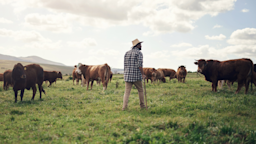 Cattle farmer in the field with the cows. He's using a wooden cane to get around.
PeopleImages/iStock via Getty Images