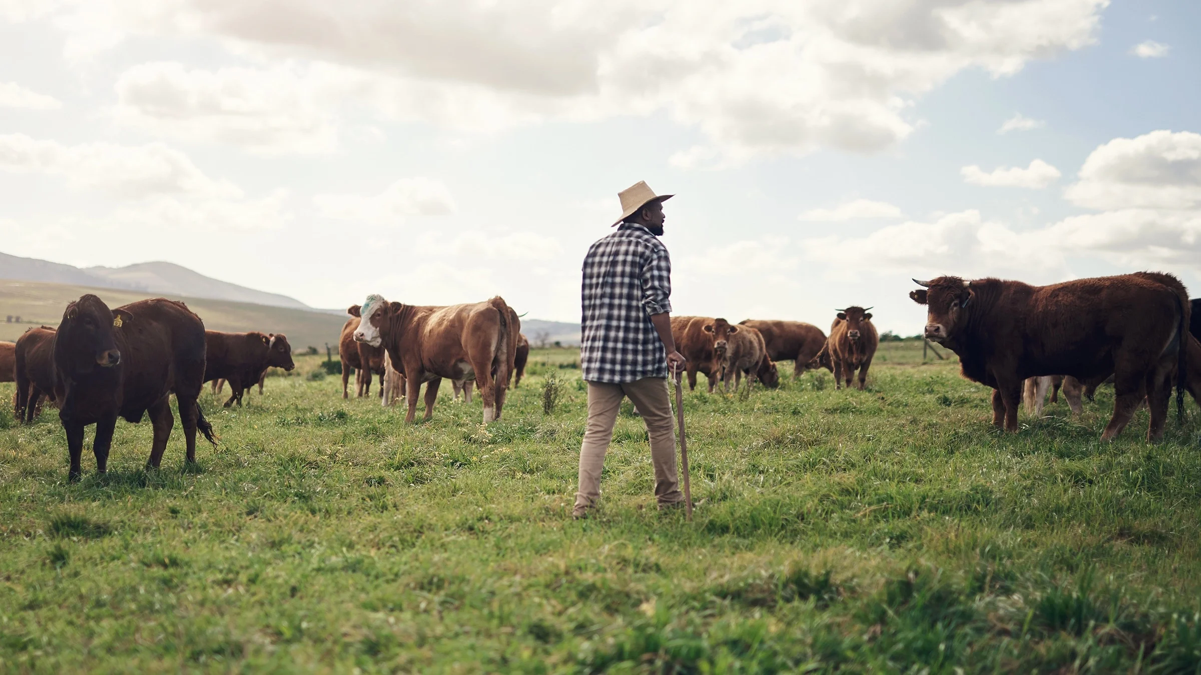 Cattle farmer in the field with the cows. He's using a wooden cane to get around.