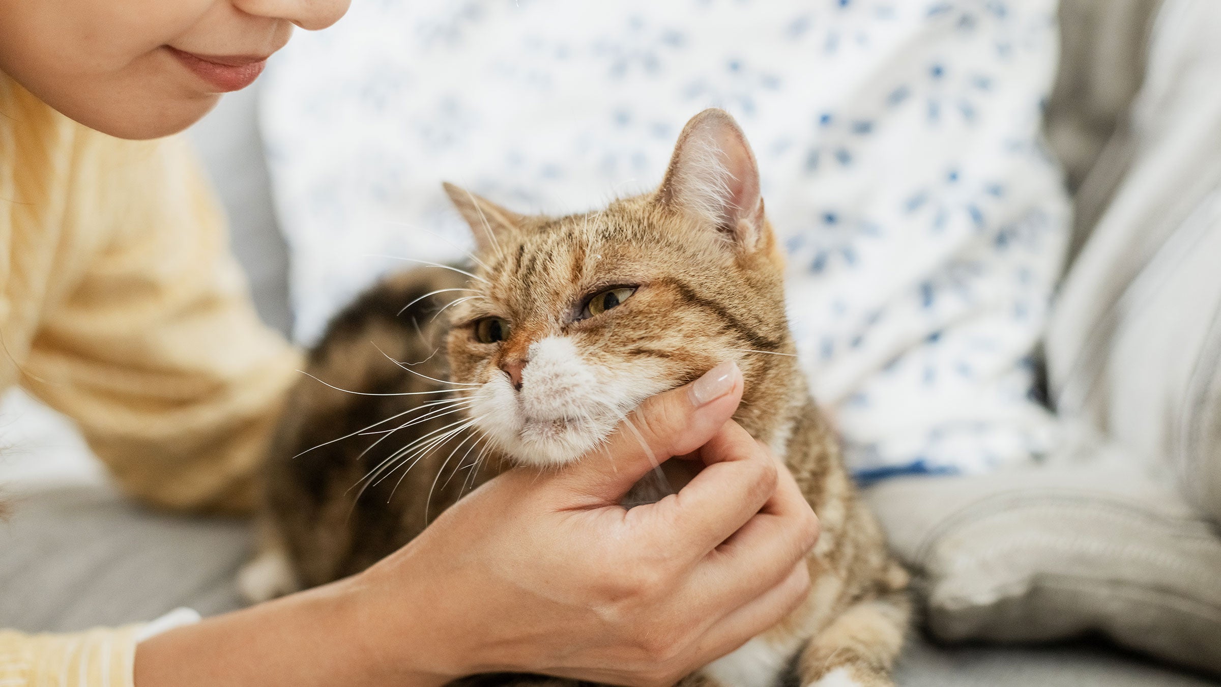Cat: woman petting her cat 1496080621
