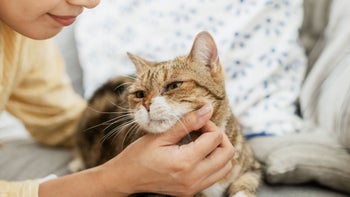 Cat: woman petting her cat 1496080621