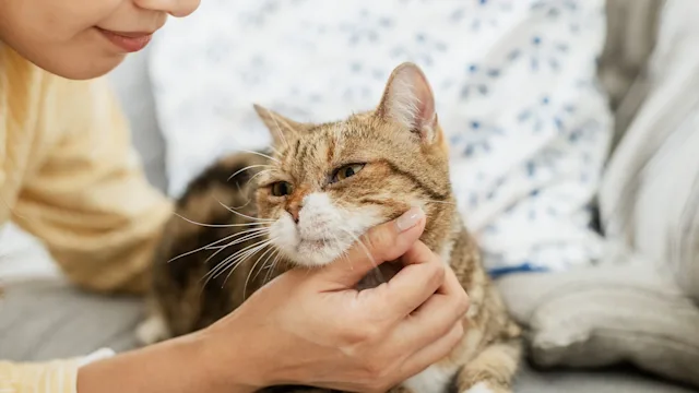 Cat: woman petting her cat 1496080621