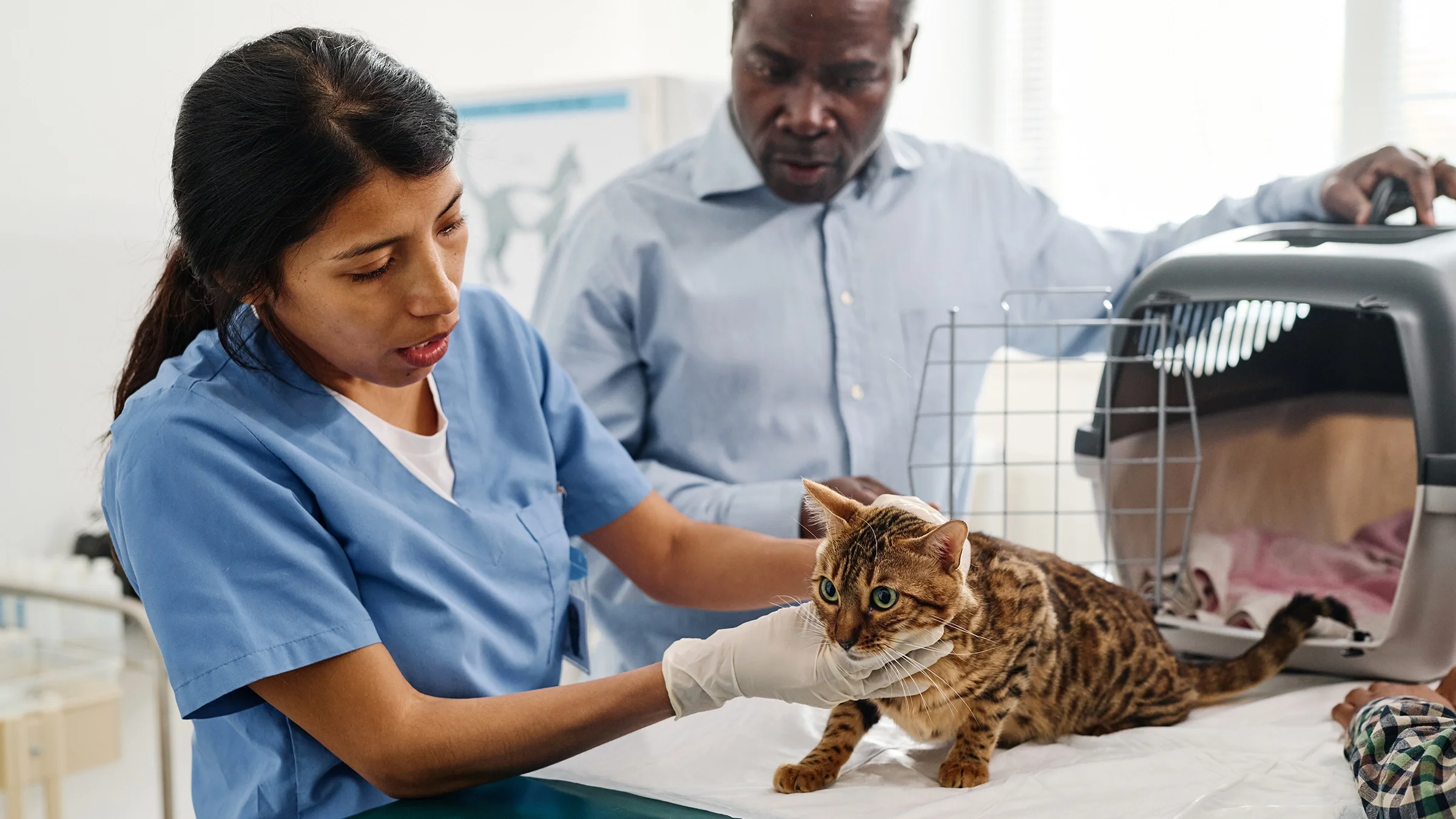 A man is bringing his Bengal cat to the vet for a checkup.