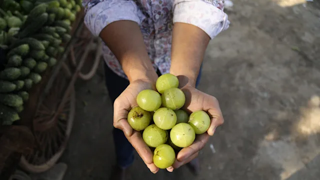 Diet Nutrition: closeup hands holding indian gooseberries 2033054237