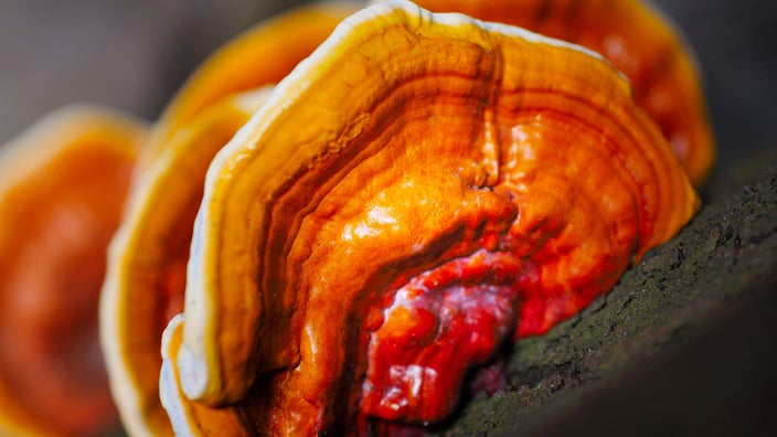 Reishi (ganoderma lucidum) mushroom caps are shown.