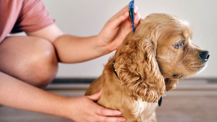 Owner putting topical solution on their dog.