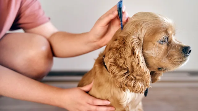 Dog: closeup topical solution dog 1849242872