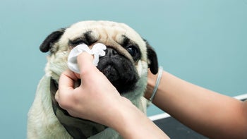 Dog: closeup wiping pug nose 988787942