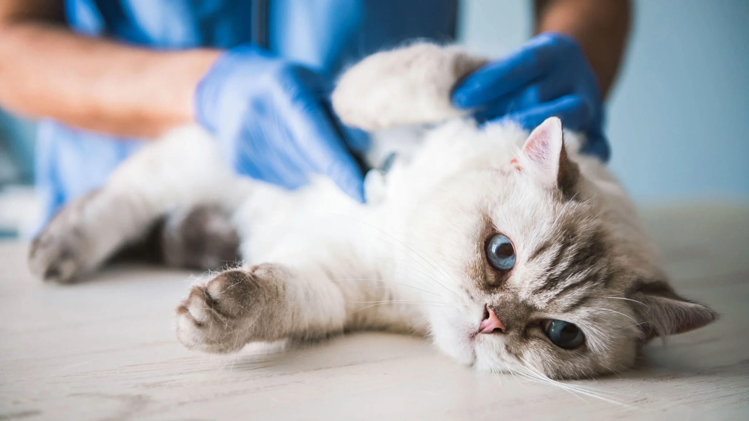 Cat lying on a table being examined by a veterinarian.