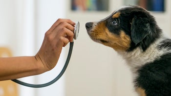 dog: vet: pet: puppy vet stethoscope-638142524