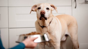Dog: dog waiting for food 2162108188