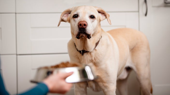 A Labrador retriever waits for food.