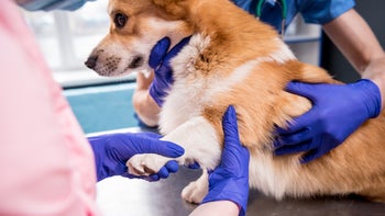 Dog: corgi dog at vet exam 1322113294