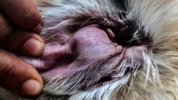 dog: closeup dog ear hematoma 958910898