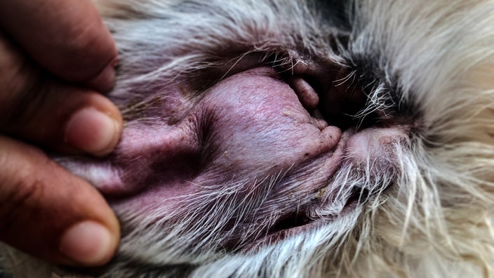 A dog ear hematoma is pictured in a close-up.