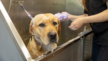 Health: Dog: dog at the groomers 1494196938