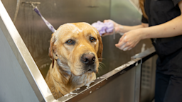 A yellow Labrador receives a shampoo wash in a bathtub at the groomers.
shcherbak volodymyr/iStock via Getty Images Plus