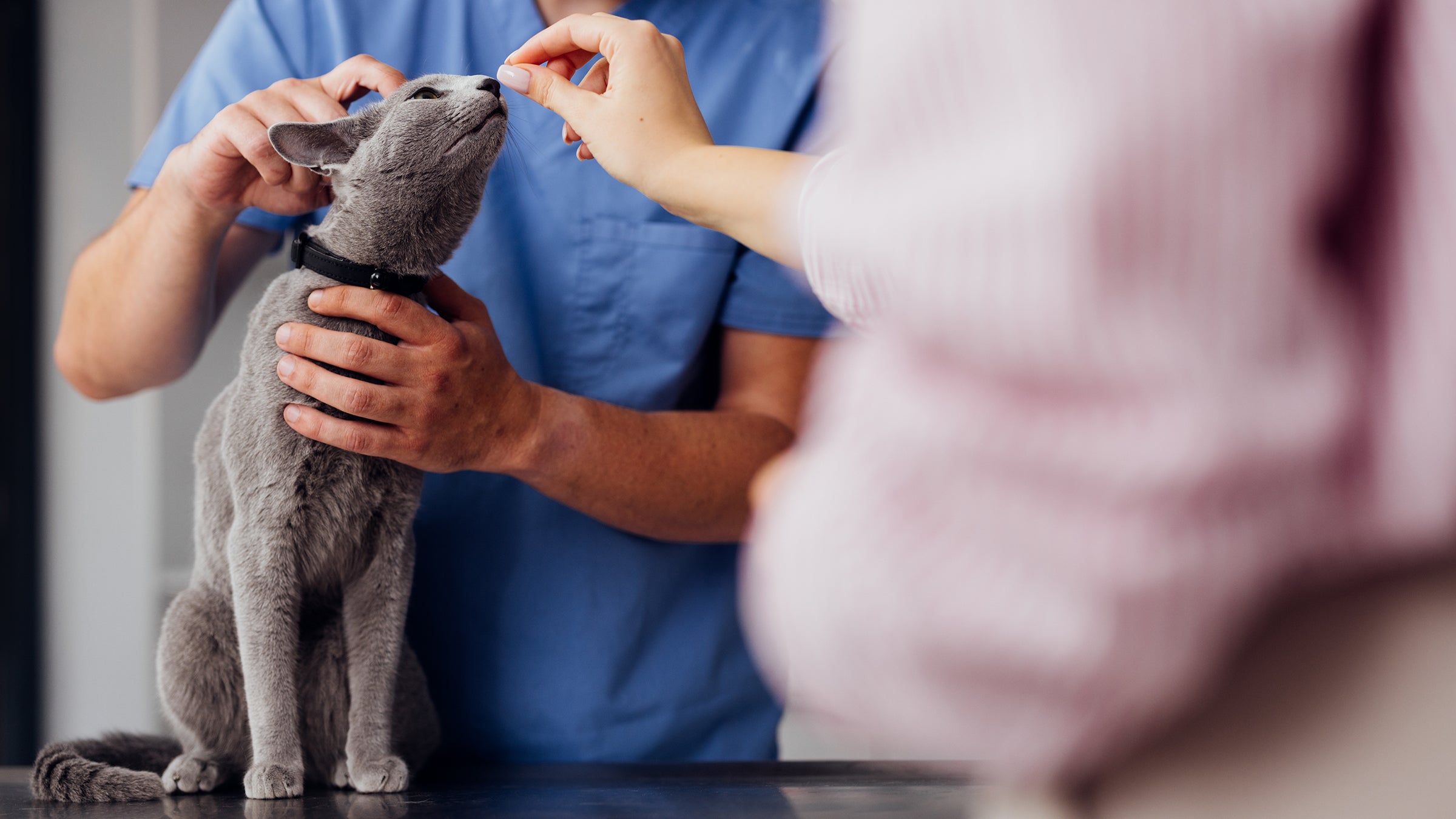 cat: cat at vet examination 2160576534