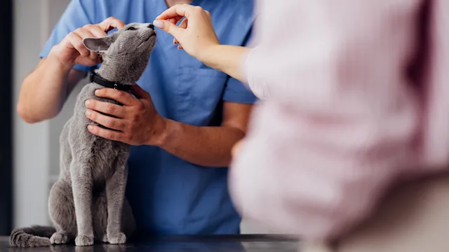 cat: cat at vet examination 2160576534