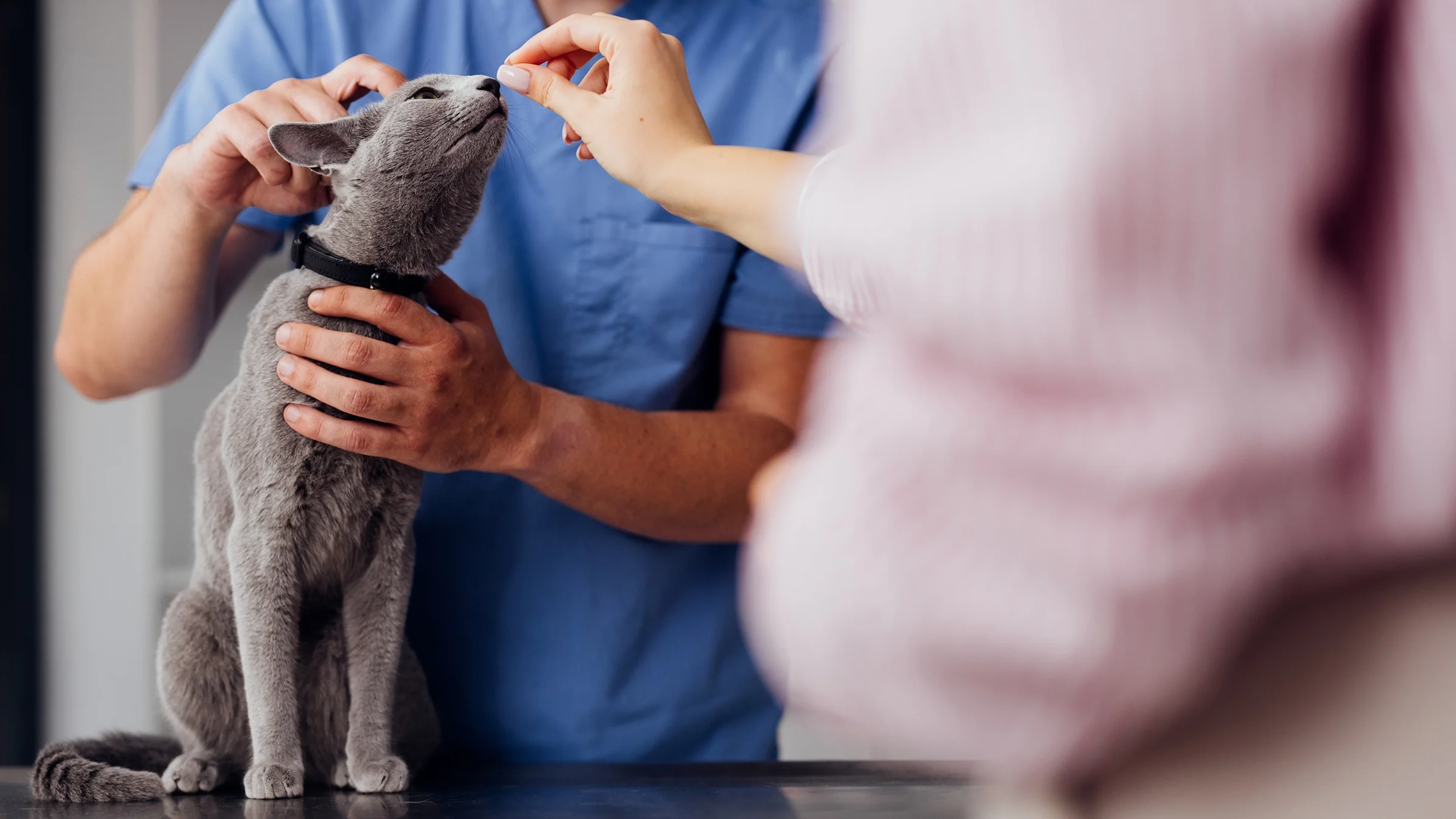 A veterinarian is petting a cat who’s being given medication at a clinic.