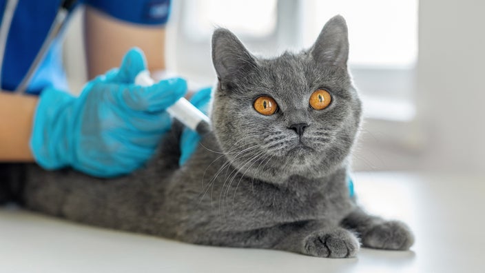 Gray kitty getting a shot at the vet. You can see the vet in scrubs in the background.