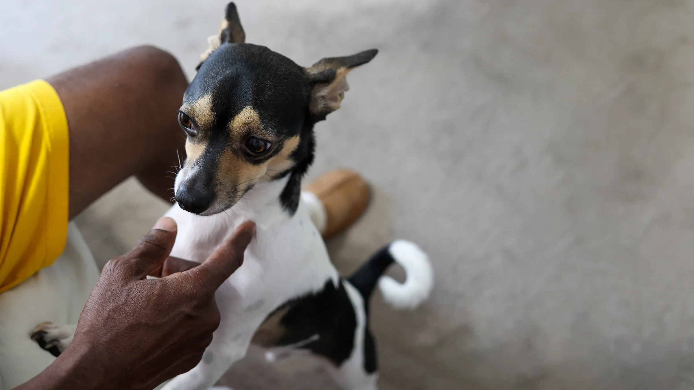 Owner plays with fox terrier dog.