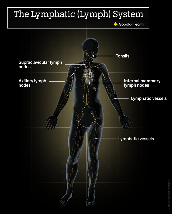 A 3D illustration of the lymphatic system including supraclavicular lymph nodes, tonsils, axillary lymph nodes, internal mammary lymph nodes, and lymphatic vessels.
