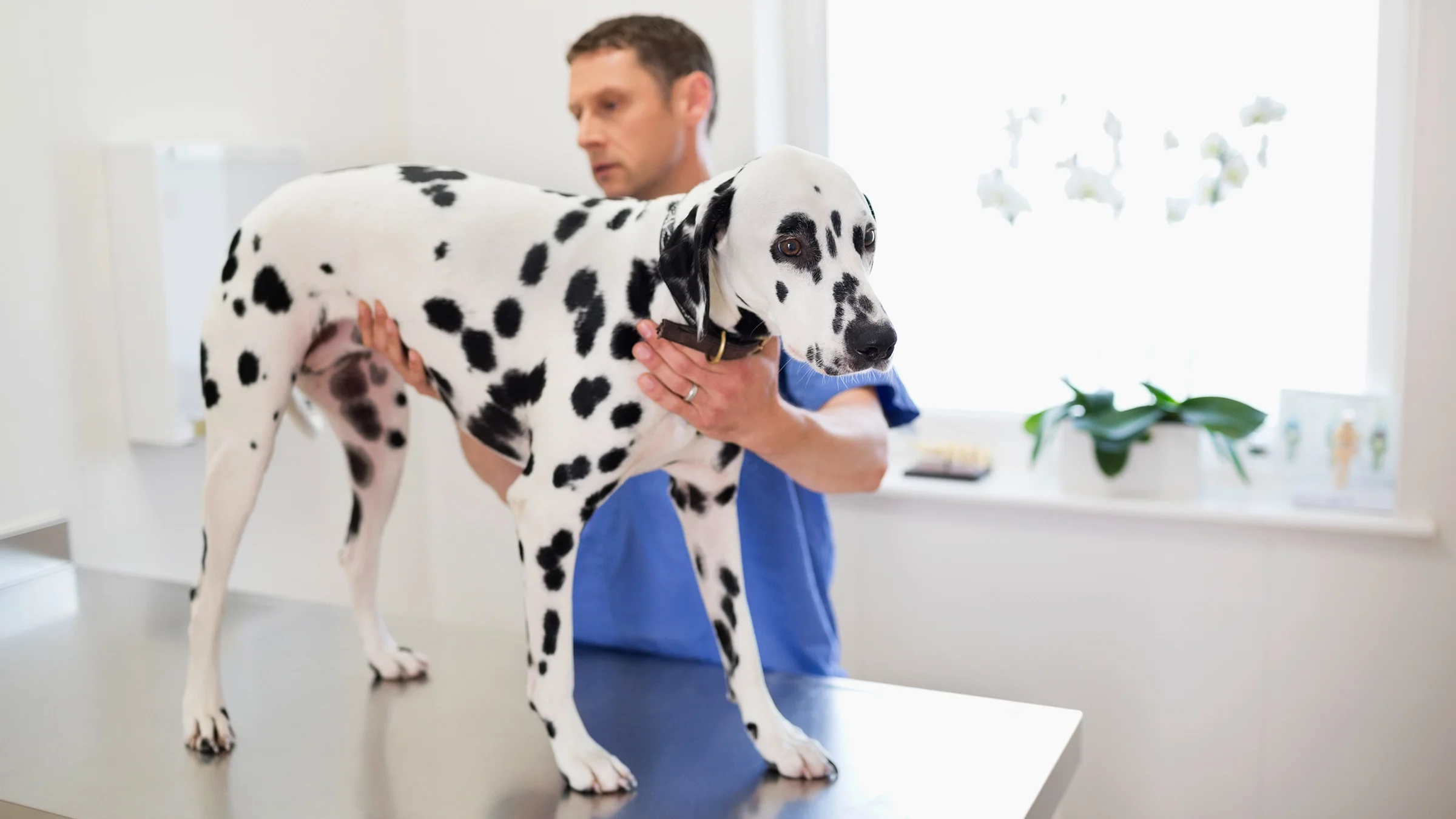 A veterinarian examines a dalmatian dog.