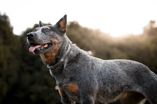 Can Anemia in Dogs Cause Seizures 