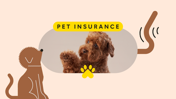 A graphic includes a photo and a doodle of a brown poodle and text that reads “Pet Insurance.”