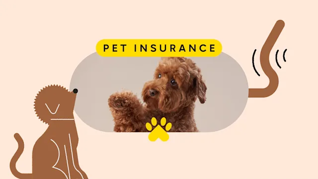 Patient experiences: pet care special pet insurnace 2 pet featured image