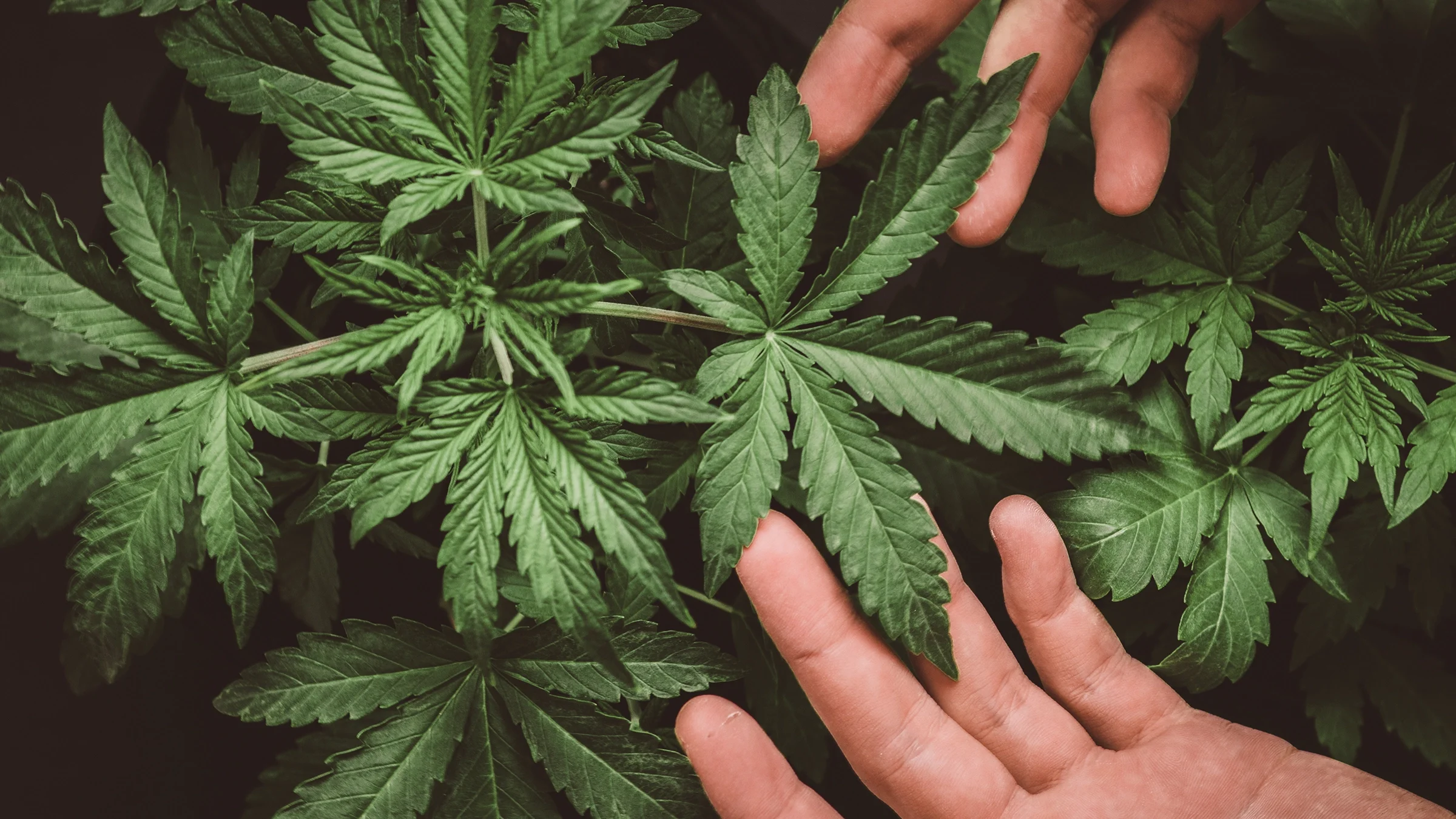 Marijuana leaves are seen close up, with hands reaching in.