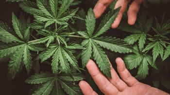 Health: Cannabis: closeup marijuana leaves with hands-1091936124