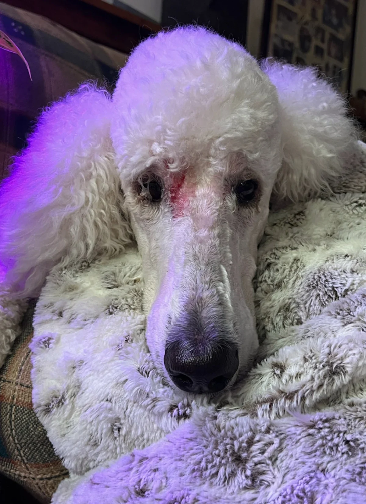 Angela Haupt’s standard poodle, Story, is pictured with sores on his face.