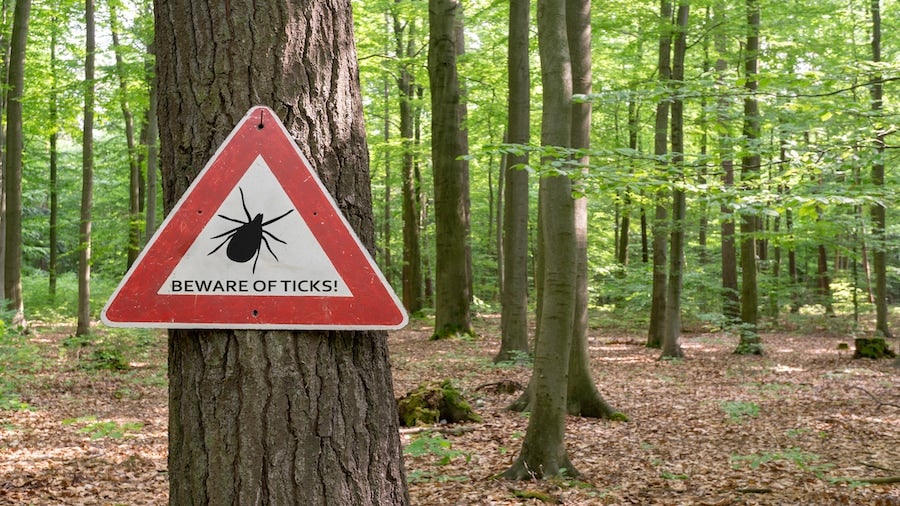 GettyImages-Lyme.jpg