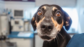 famotidine-for-dogs: frightened dog at vet 2167143583