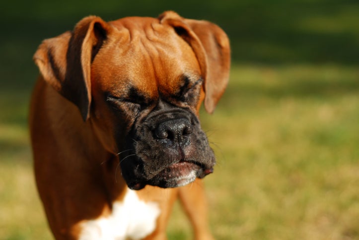 Dog Coughing Causes Treatment Symptoms And More Goodrx