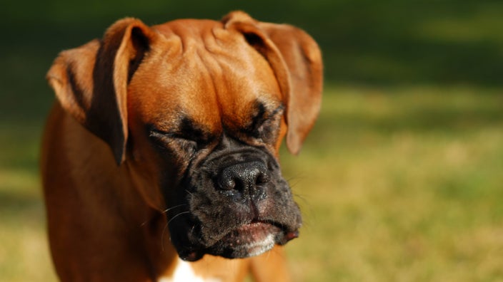 A brown Boxer dog outside in a grassy field squinting it's eyes sneezing.