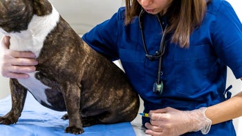 Pets: dog receiving injection at the Vet 2159572638