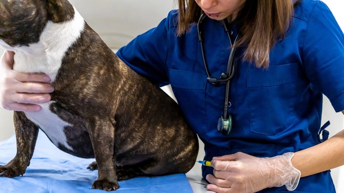 A dog receives an injection at the vet.