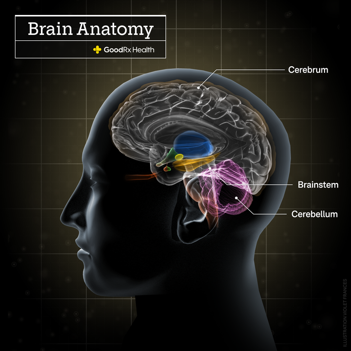 A 3D illustration of the brain anatomy including cerebrum, brainstem, and cerebellum.