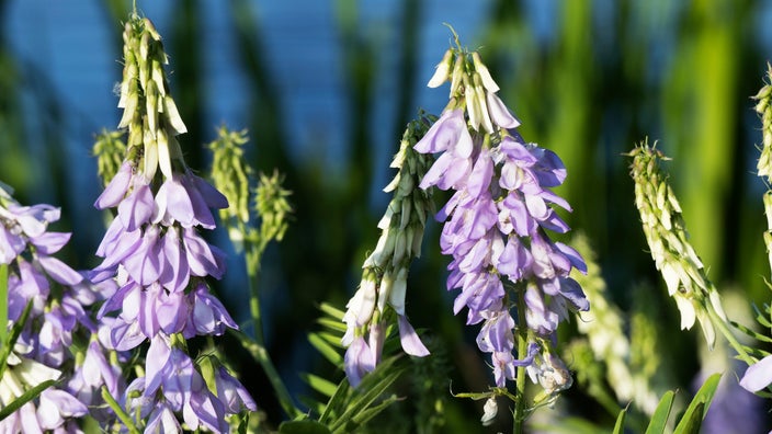 Galega officinalis, known informally as Goat’s Rue, is a wildflower growing often on the side of wetlands.