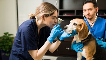 Pets: Dog: vet otoscope beagles 1308010798