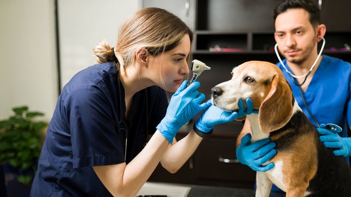 A veterinarian examines a beagle.