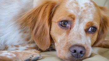 Dog: Addison's: close-up tired dog 887299072