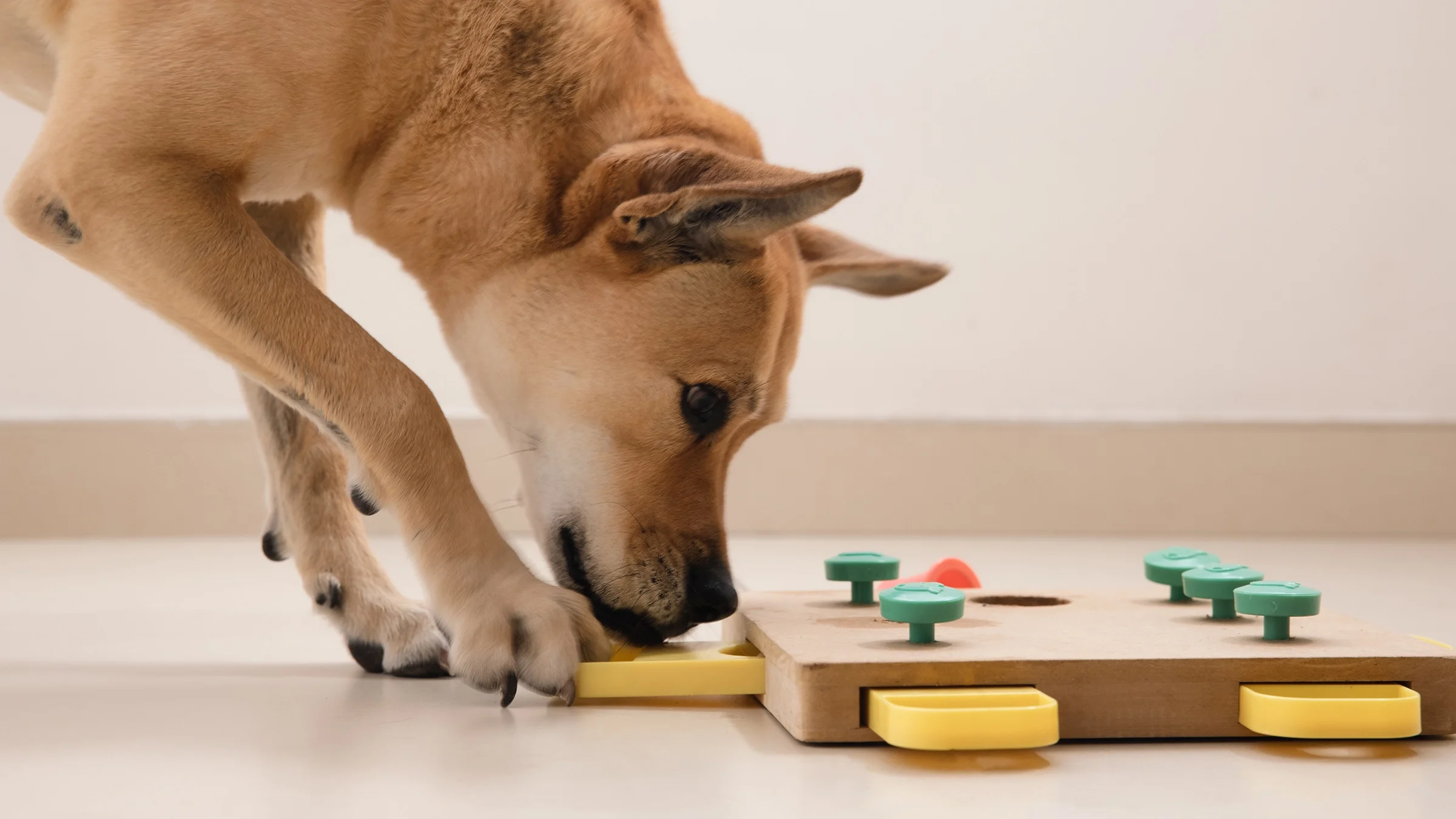A dog is doing a food puzzle.